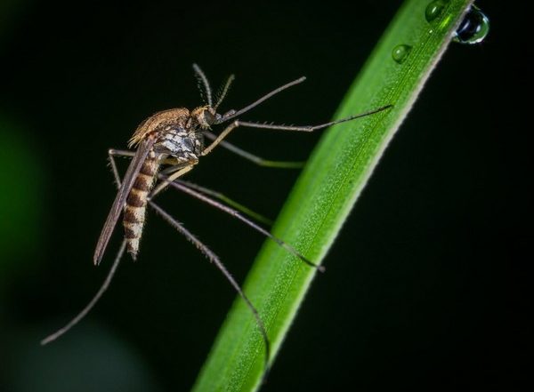 Science News | Mosquito Vision Could Help in Hiding from Disease Vectors: Study