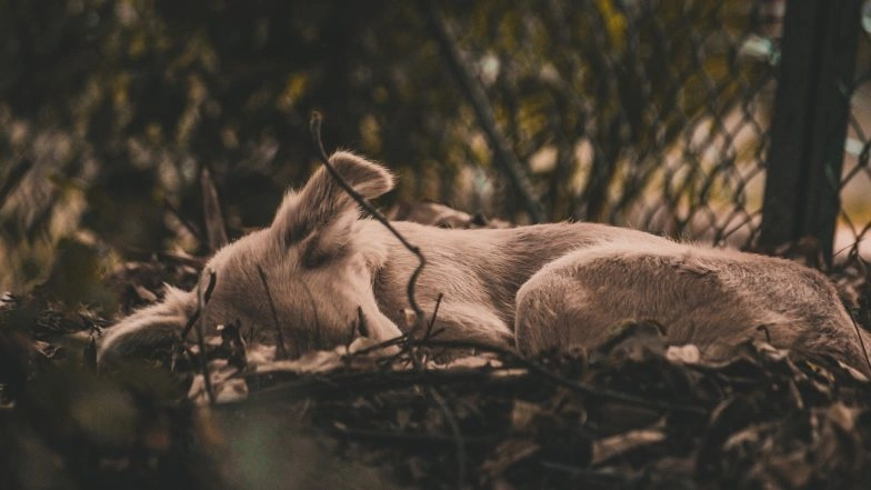 2 Street Dogs Poisoned, 8 Go Missing