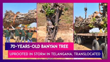 Banyan Tree, 70-Years-Old, Uprooted In Storm In Telangana, Translocated After Four Months