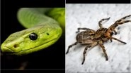 Science News | Scared of Spiders and Snakes? Being Connected to Nature Can Reduce It, Suggests Study