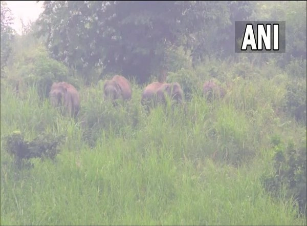 India News | Kerala Govt Should Focus on Problems Created by Wild Animals, Demands NCP's Farmer Organisation