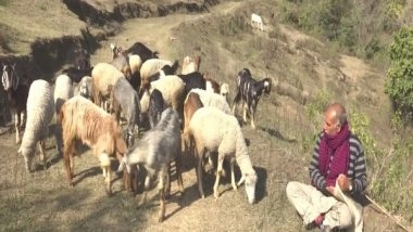 India News | Integrating Sheep Development Scheme Giving Boost to Animal Husbandry Business in J-K's Udhampur