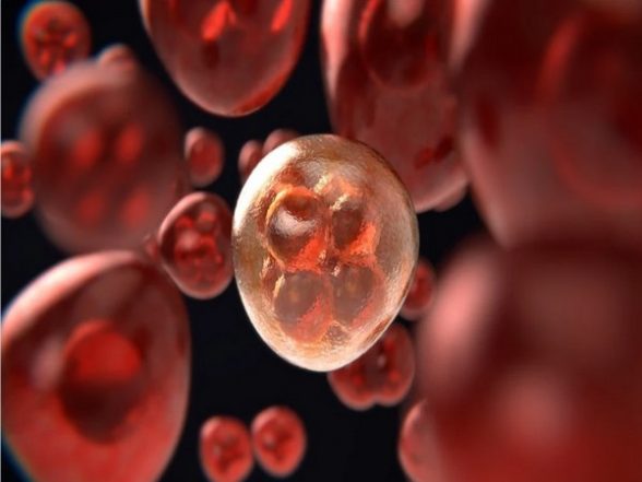 Science News | Researchers Restore Function in Gene That Suppresses Liver Cancer, Enhances Immunotherapy - Vimarsana News