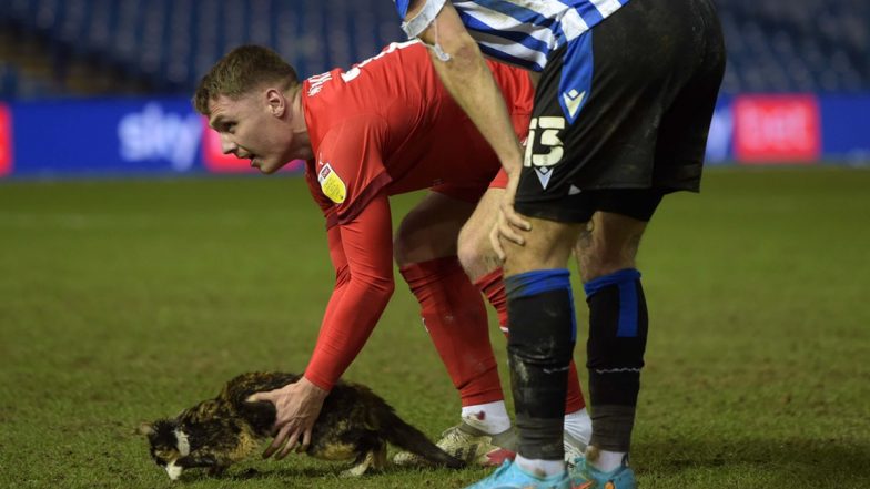 Cat Invades Pitch During Sheffield Wednesday vs Wigan Athletic at Hillsborough Stadium, Jason Kerr Removes the Feline Safely Off the Pitch (Watch Viral Video) | ? LatestLY