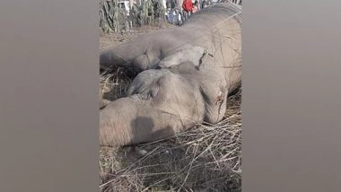 India News | Elephant Electrocuted in Saharanpur's Shivalik Forest