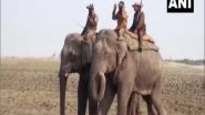 India News | Assam: Two Elephants Deployed to Chase Away Rhinoceros in Majuli