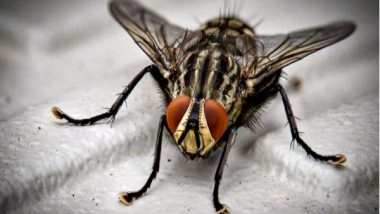 Science News | Study Examines Why Parents in Their Prime Age Produce Best Offspring