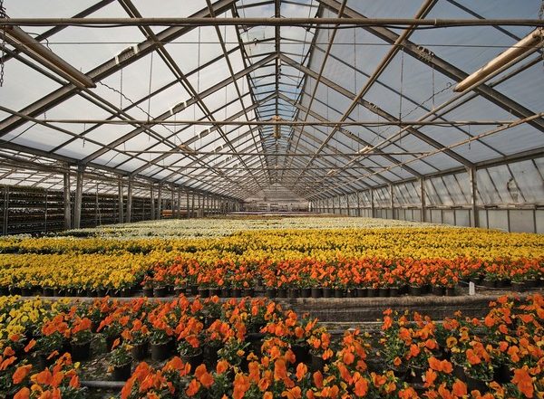 Science News | Study Finds Smart Greenhouses May Slash Electricity Costs