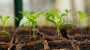 Science News | Researchers Explore Plants Under Anaesthesia