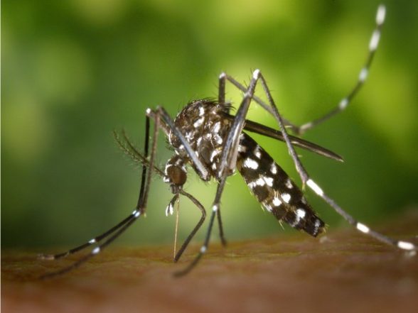 Health News | Study Finds Malaria Control in Young Children Saves Lives into Adulthood - Vimarsana News