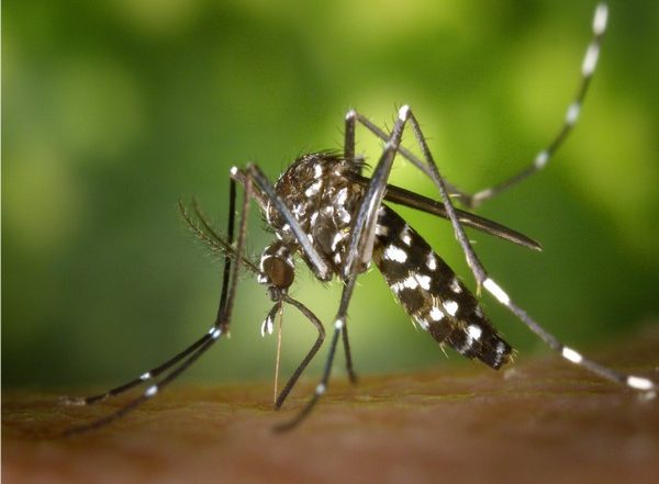 Health News | Study Finds Malaria Control in Young Children Saves Lives into Adulthood