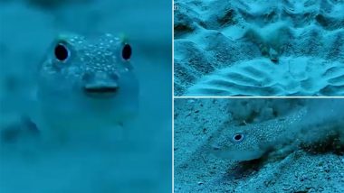 Japanese Puffer Fish's Underwater Love Circle To Attract Females Will Make Men Take Note On Wooing Their Partners, Watch Video