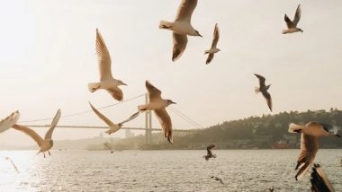 Science News | Greater Levels of Biodiversity Can Reduce Extinction Risk in Birds, Suggests Study