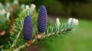 Science News | Study of Pine Pollen Reveals Nanofoams Are Key to Survive Mass Extinctions