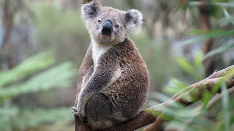 Australian Government Lists Koalas As Endangered Species