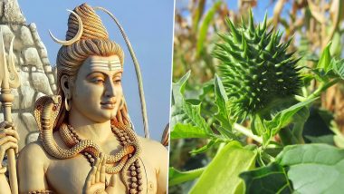 Maha Shivratri 2022: Why Dhatura Is Offered to Lord Shiva and Significance of Other Plants for the Auspicious Festival Celebrations