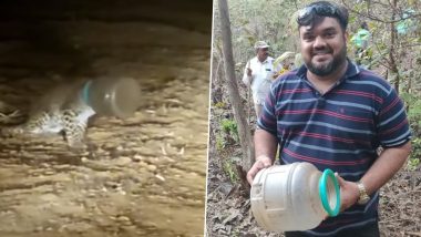 Leopard With Head Stuck in Plastic Water Container Rescued in Thane District (Watch Video)