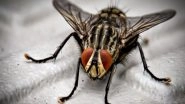Science News | Flies Possess More Sophisticated Cognitive Abilities Than Known: Study