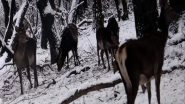 India News | J-K: Authorities at Dachigam National Park Arrange Food for Endangered Kashmiri Stag Following Snowfall