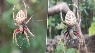 'Narsinh Mehta', New Species of Spider, Discovered in Gujarat's Junagadh