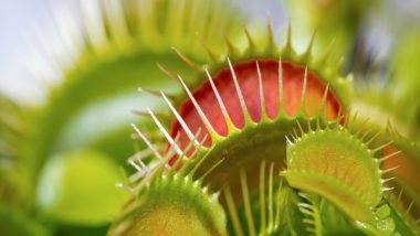 Science News | How Does Venus Fly Trap Snap Shut? Scientists Reveal the Secret!