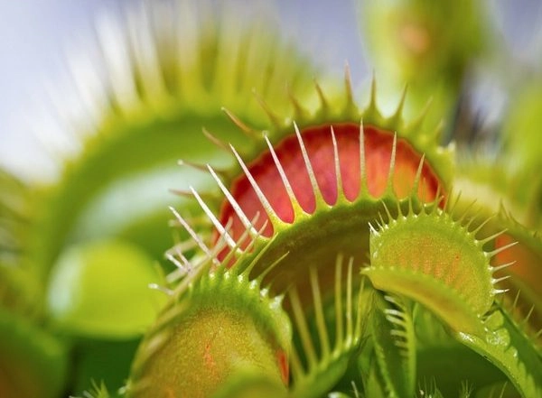 Science News | How Does Venus Fly Trap Snap Shut? Scientists Reveal the Secret!
