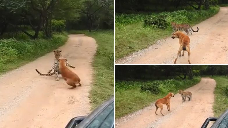 Dog vs Leopard Fight Video! Watch Breath-Stopping Clip of Brave Dog Frightening Away Big Wild Cat