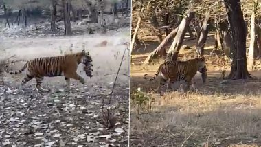 Rajasthan: Tigress Noor Spotted Carrying Her Cub in Mouth at Ranthambore; Watch Viral Video