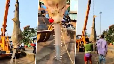 Extremely Rare 250 kgs Carpenter Shark Caught in Fishnets at Malpe (Watch Video)