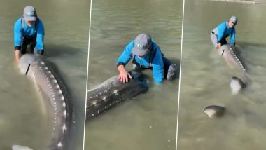 'Living Dinosaur' For Real? Watch Huge 10-Foot-Long Creature Caught By Fisherman in British Columbia