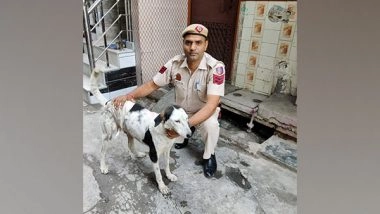 India News | Stray Dog Stabbed by Unidentified Person in Delhi's Kalyanpuri
