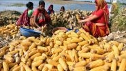 India News | India's Maize Exports at All-time High of USD 816.31 Million