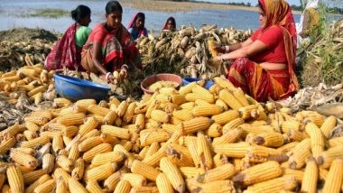 India News | India's Maize Exports at All-time High of USD 816.31 Million
