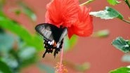 India News | MP: Tropical Forest Research Institute Sets Up 'treasure of Butterflies' at Its Insect Museum