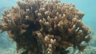 Science News | Researchers Find Caribbean Coral Reefs Have Been Warming for at Least 100 Years