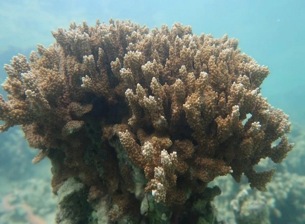 Science News | Researchers Find Caribbean Coral Reefs Have Been Warming for at Least 100 Years