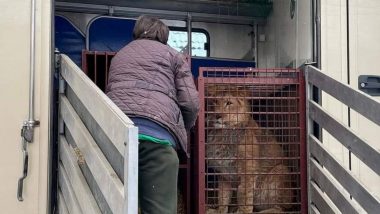 Lions, Tigers and Caracals Evacuated From Ukrainian Sanctuary After Russian Invasion Reach Poznan Zoo in Poland