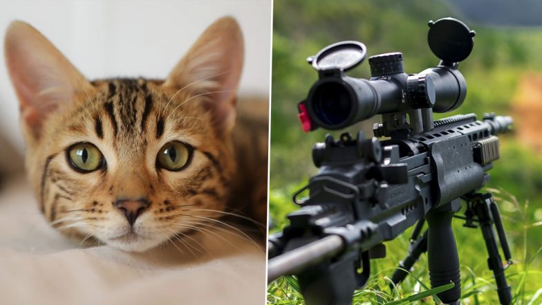 Fact Check: Are Ukrainian Army Cats Trained to Spot Russian Snipers? Here’s Truth Behind Viral ‘Panther of Kharkiv’ Post