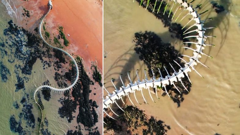 Giant Snake Skeleton Spotted on Google Maps? Here is The Truth Behind Viral Photo Thought to be of Prehistoric Titanoboa