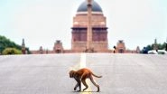 India News | Supreme Court Invites Tenders for Monkey Scarers at Judges' Residences