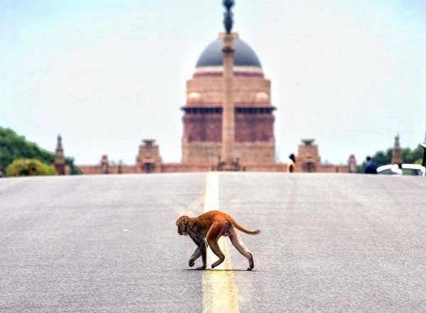 India News | Supreme Court Invites Tenders for Monkey Scarers at Judges' Residences
