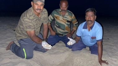 India News | TN: 1,058 Olive Ridley Turtle Eggs Collected and Placed in Sea Turtle Hatchery by Forest Officials in Rameswaram
