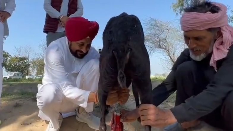 Punjab CM Charanjit Channi Milks Goat Two Days Before Poll Results; Watch Viral Video