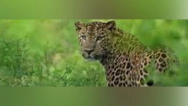 India News | Three Leopards Spotted on Camera Trapping in Assam's Sila Reserve Forest