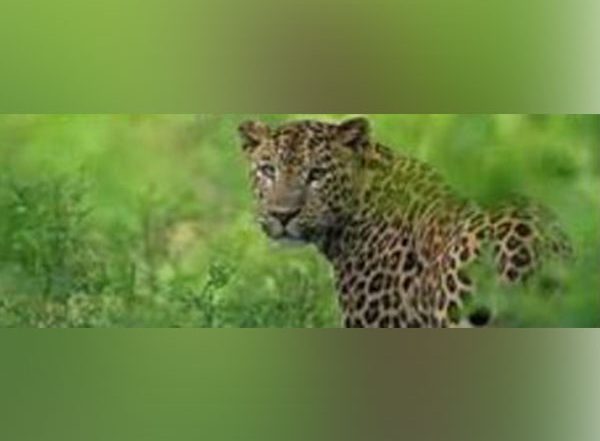India News | Three Leopards Spotted on Camera Trapping in Assam's Sila Reserve Forest