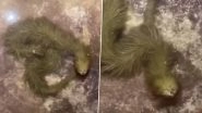 Bizarre Green Colour 'Furry Snake' Spotted In&nbsp;A Swamp in&nbsp;Thailand; Watch Creepy Video&nbsp;