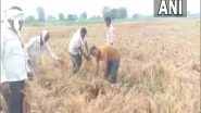 India News | MoS Bharati Pawar Demands Maha Govt to Help Farmers Who Suffered Crop Damage Due to Unseasonal Rainfall