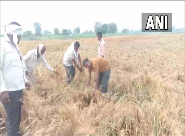 India News | MoS Bharati Pawar Demands Maha Govt to Help Farmers Who Suffered Crop Damage Due to Unseasonal Rainfall