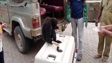 India News | Assam: Forest Officials Rescue Hoolock Gibbon in Kamrup