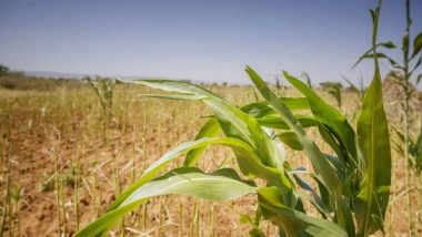 World News | FAO Chief Economist Warns of Ukraine Conflict's Possible Heavy Toll on Food Security